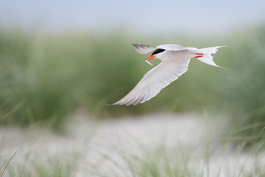 Common Tern in Flight Photograph by Jack Nevitt