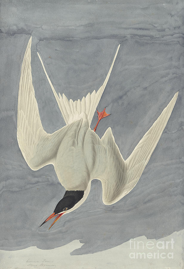 Common Tern Drawing by Celestial Images