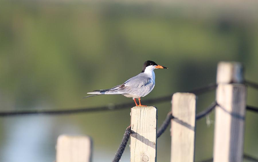 Common Tern Pose Photograph by John Dart
