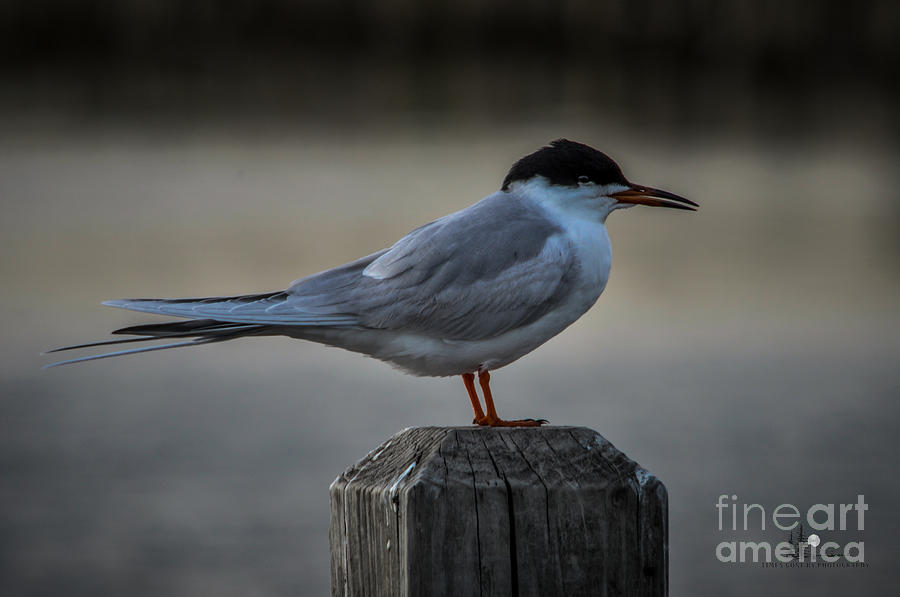 Common Tern Photograph