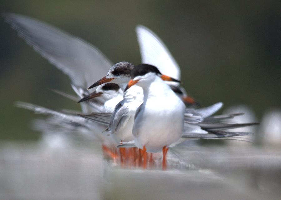 Bird Photograph - COMMON TERN Sterna hirundo by Wayne Higgs