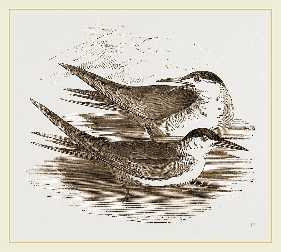 Nature Drawing - Common Terns by Litz Collection
