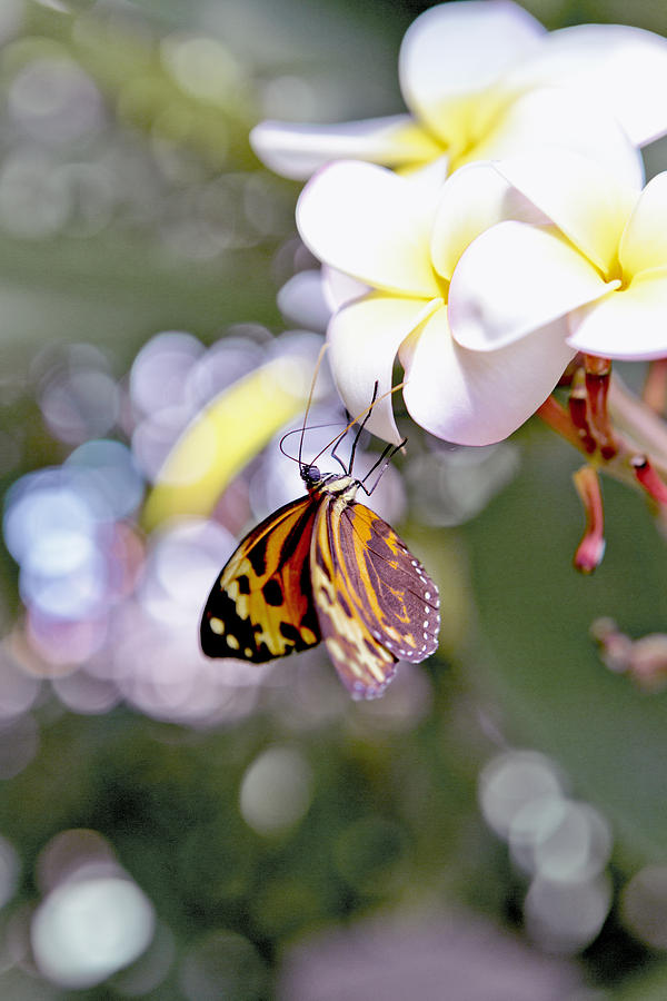 Butterfly Photograph - Common Tiger Glassywing Butterfly on Plumeria Bloom by Her Arts Desire