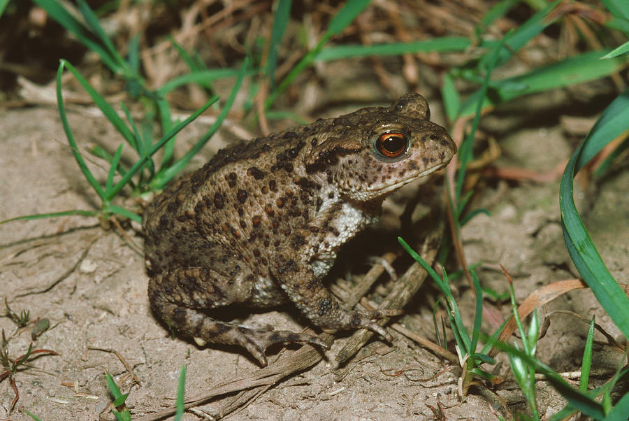 Common Toad Photograph by Dr Morley Read/science Photo Library.