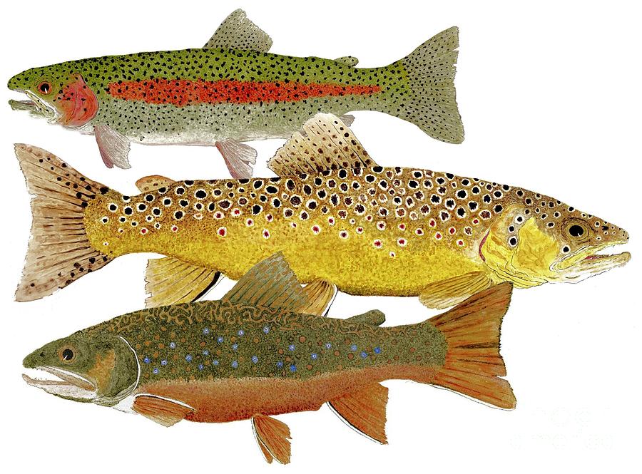 Common Trout  Rainbow Brown and Brook Painting by Thom Glace