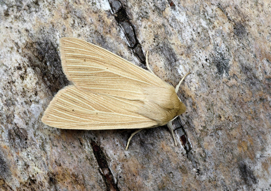 Common Wainscot Moth Photograph by Nigel Downer