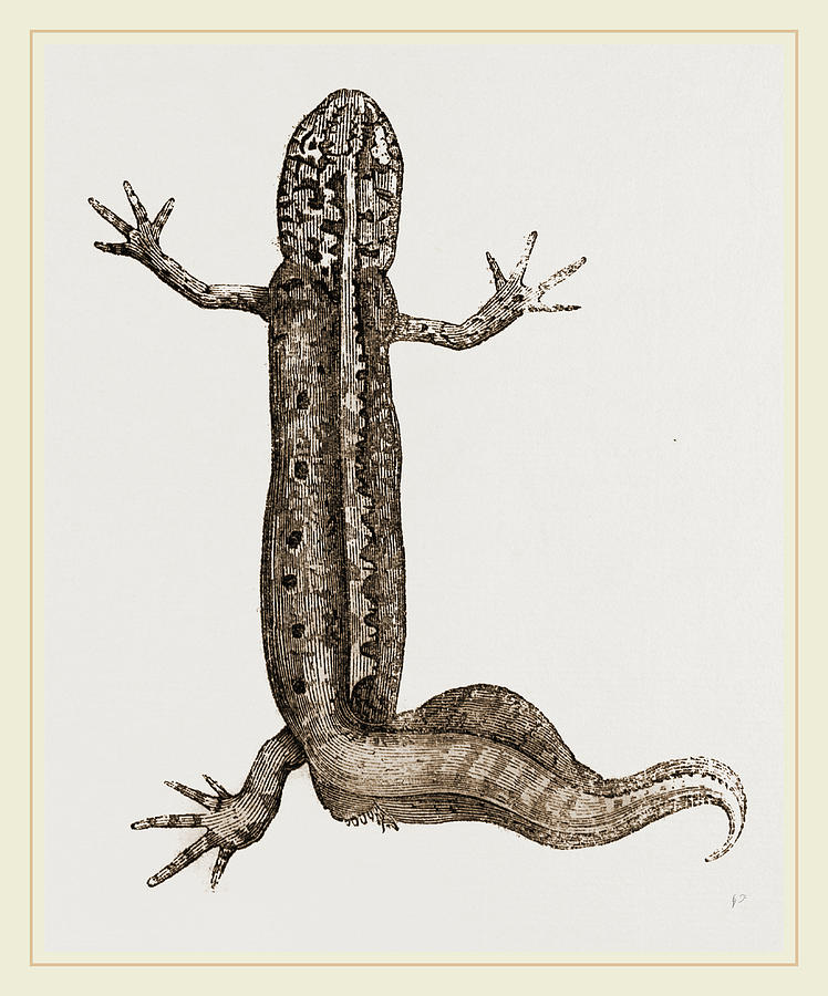 Common Water Newt Male Drawing by Litz Collection