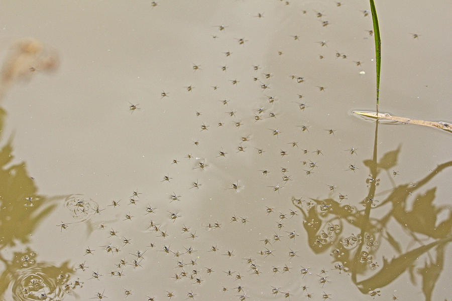 Common Water Strider - Gerris remigis  Photograph by Carol Senske