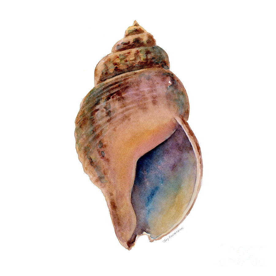 Shell Painting - Common Whelk Shell by Amy Kirkpatrick
