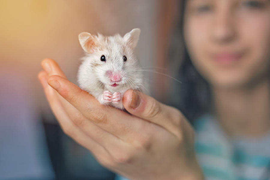 Common white hamster held in the hand of a happy little girl Photograph by Sol de Zuasnabar Brebbia