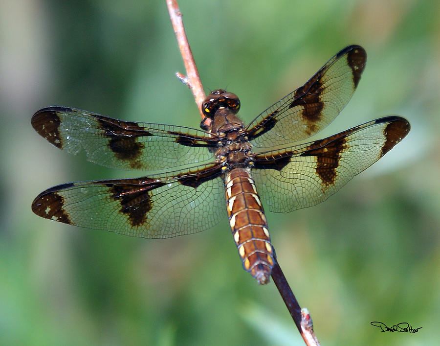 Common White-tail Dragonfly Photograph by David Salter - Fine Art America