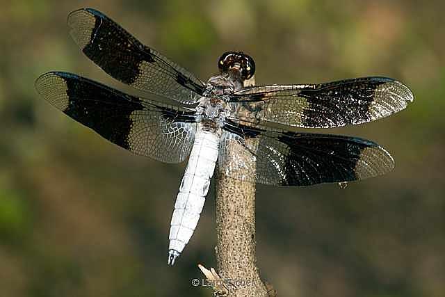 Dragon Fly Photograph - Common White Tail Dragonfly by Larry Eicher Dragon Fly Photograph - Common White Tail Dragonfly by Larry Eicher
