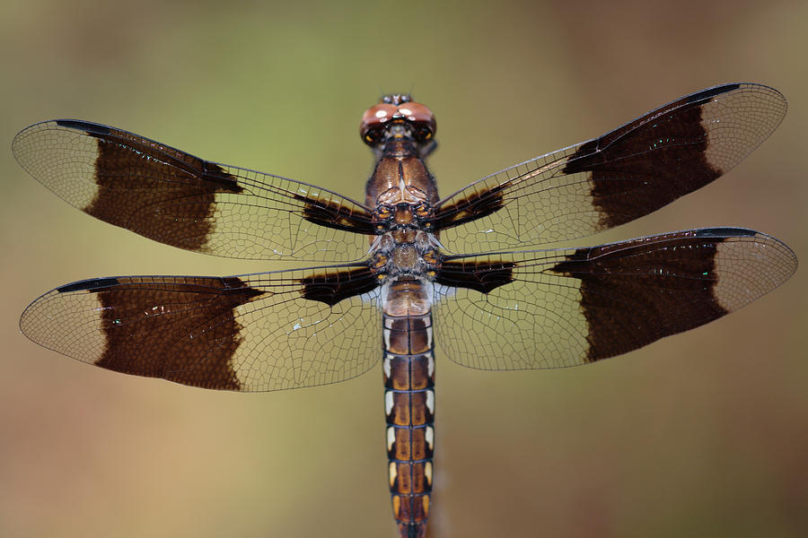Common Whitetail Dragonfly Perched On A Stem Photograph by Daniel Reed