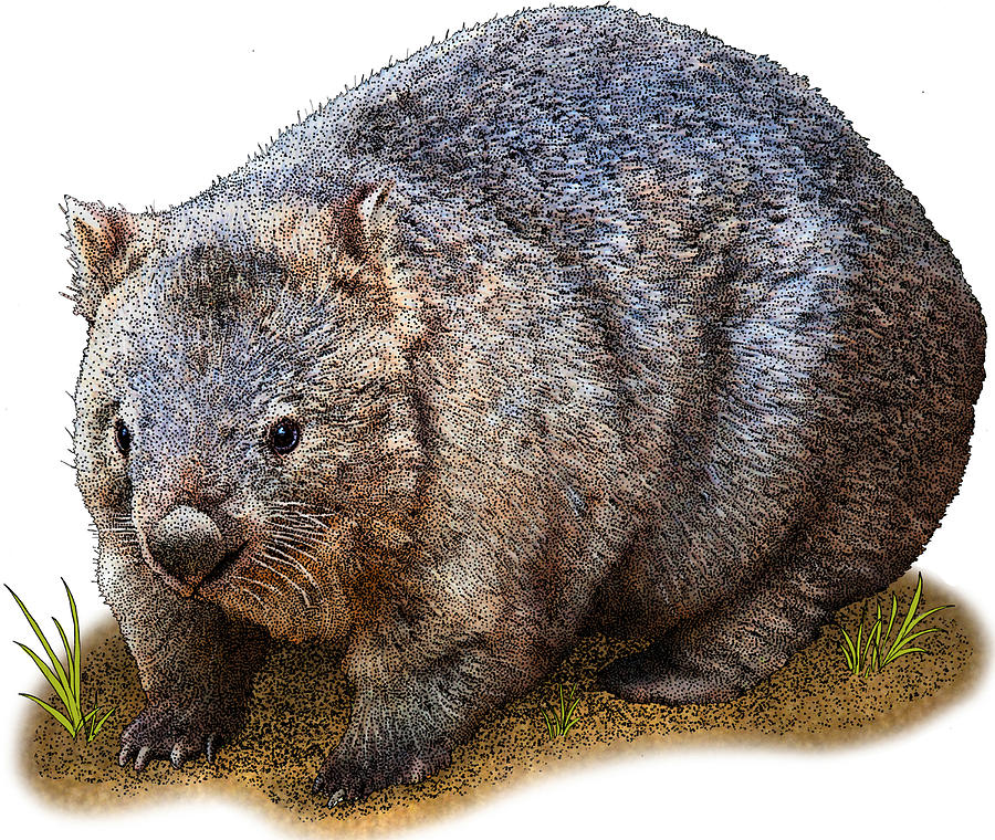 Common Wombat Photograph by Roger Hall