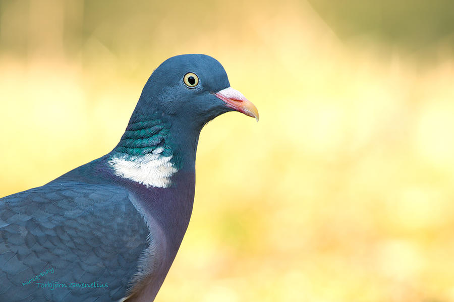 Common Wood Pigeon Photograph by Torbjorn Swenelius