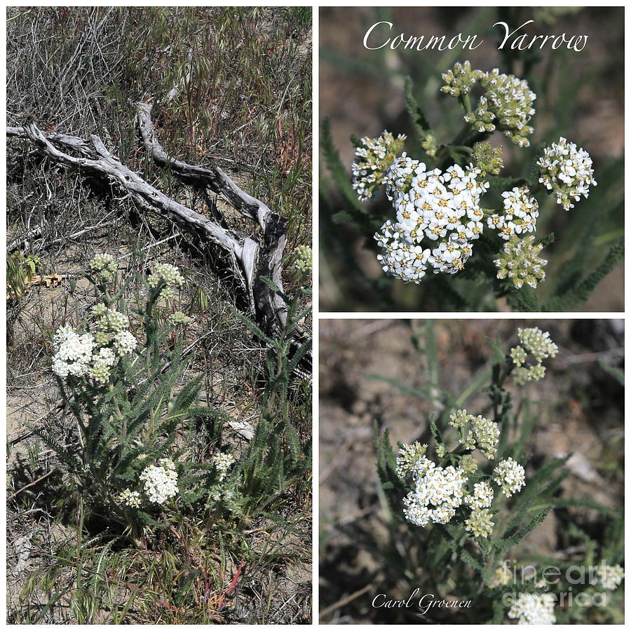 Common Yarrow Collage Photograph by Carol Groenen