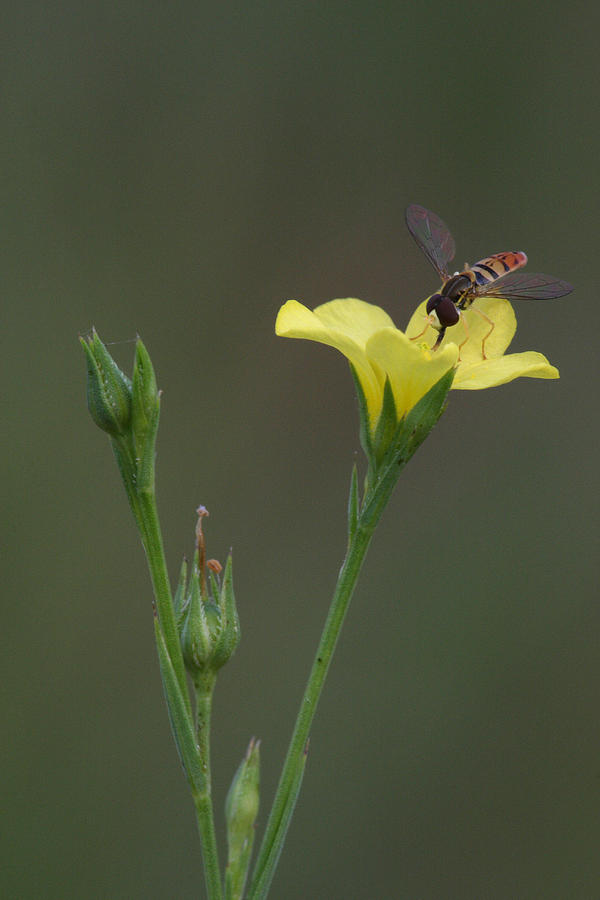 Common Yellow Flax With  With Syrphid Fly Photograph by Daniel Reed