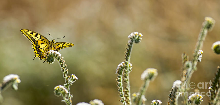 Common yellow swallowtail  Photograph by Alon Meir