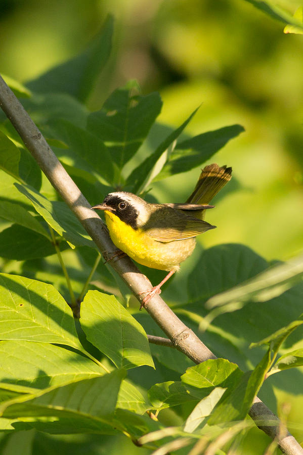 Common Yellow Throat  Photograph by Natural Focal Point Photography