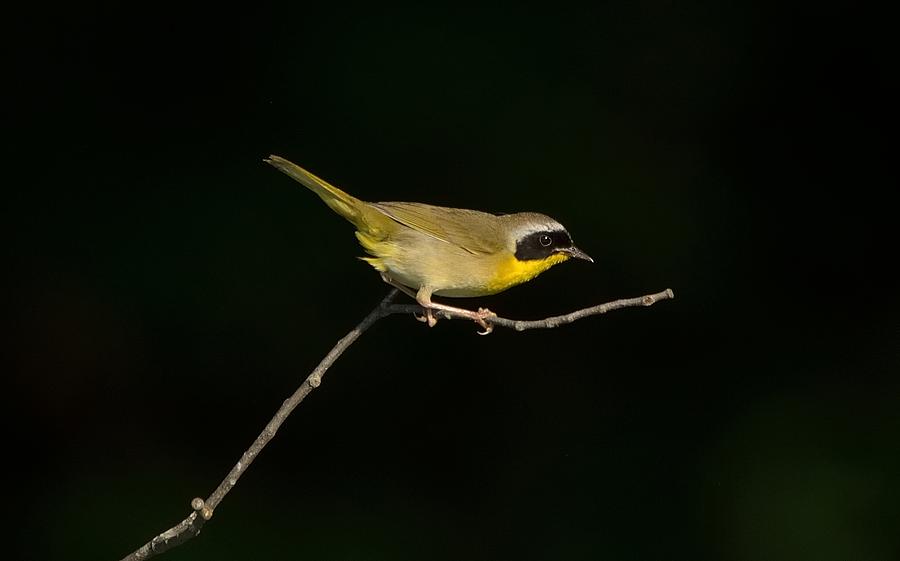 Common Yellow Photograph by Toshihide Takekoshi - Fine Art America