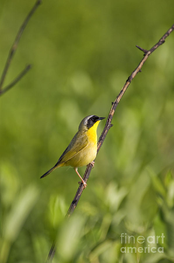 Common Yellowthroat - D009015 Photograph by Daniel Dempster
