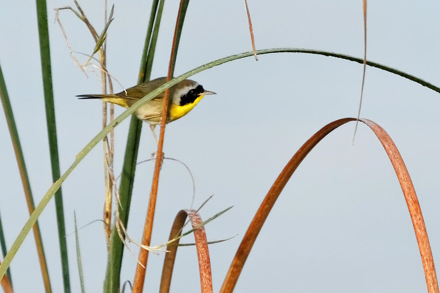 Common Yellowthroat Photograph by Dawn Currie