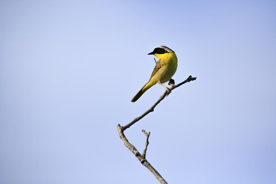 Warbler Photograph - Common Yellowthroat by Gary Hall