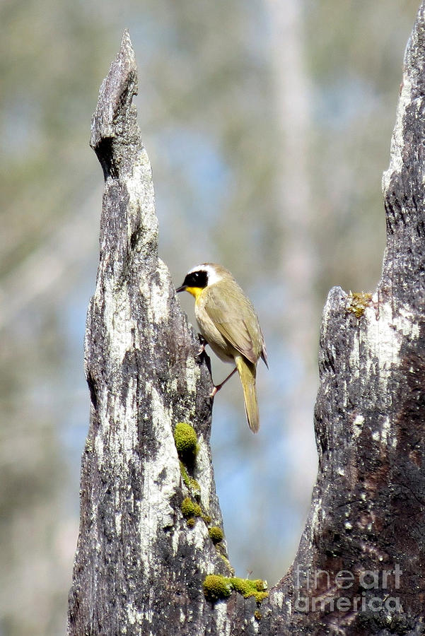 Common Yellowthroat Photograph by Gayle Swigart