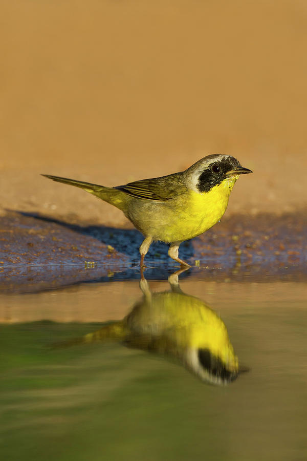 Bird Photograph - Common Yellowthroat (geothlypis Trichas by Larry Ditto