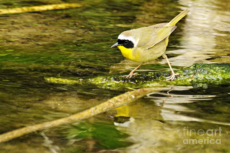 Common Yellowthroat Photograph by Larry Ricker