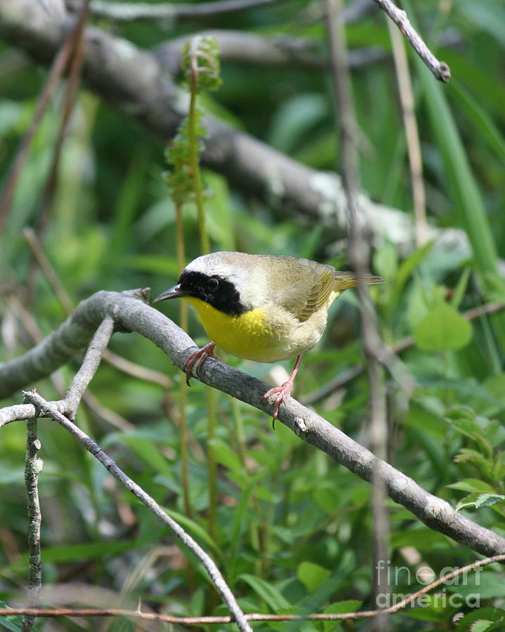Bird Photograph - Common Yellowthroat by Neal Eslinger