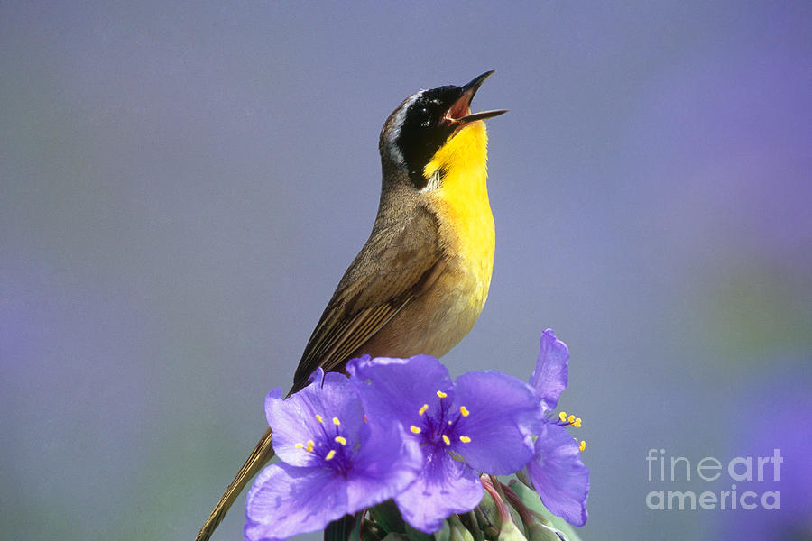 Animal Photograph - Common Yellowthroat by Steve and Dave Maslowski