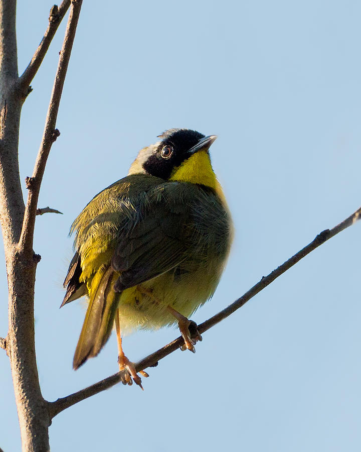 Warbler Photograph - Common Yellowthroat Warbler by Bill Wakeley