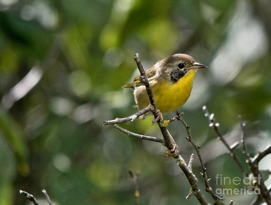 Common Yellowthroat Warbler Photograph by Cheryl Baxter