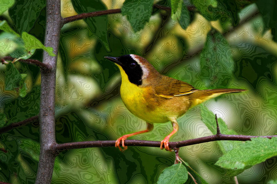 Warbler Photograph - Common YellowThroat Warbler by John Absher