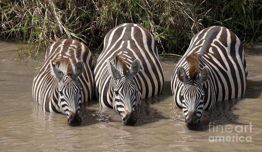 Common Zebras Drinking Water Photograph by John Shaw