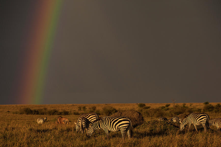 Common Zebras Grazing Under A Rainbow Photograph by Manoj Shah