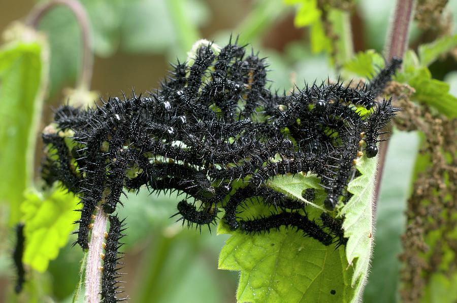 Peacock Photograph - Communal Basking Of Butterfly Larvae by Dr Jeremy Burgess