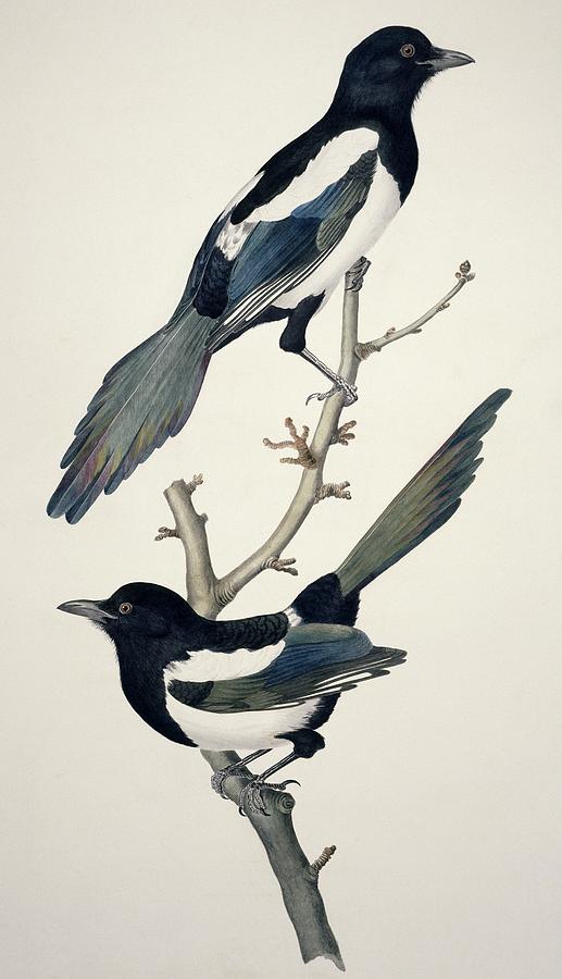 Nature Photograph - Comon magpies,19th century artwork by Science Photo Library