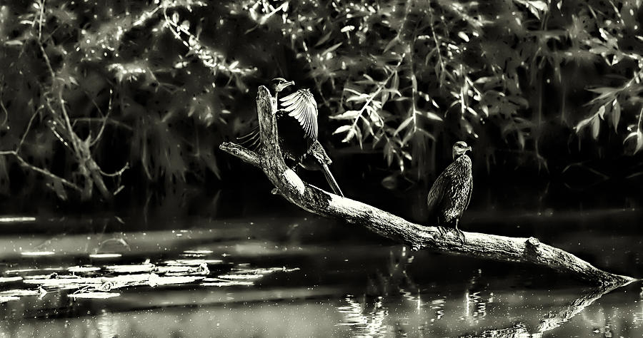Black And White Photograph - Comorant August 22 2013 B/W - Two cormorant draying on a brach by Leif Sohlman