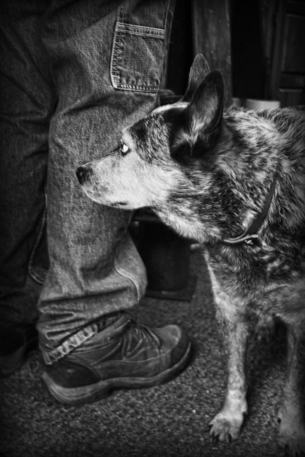 Dog Photograph - Companion by Kelly Hazel