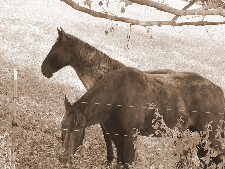 Companions in Sepia Photograph by Kathleen Luther