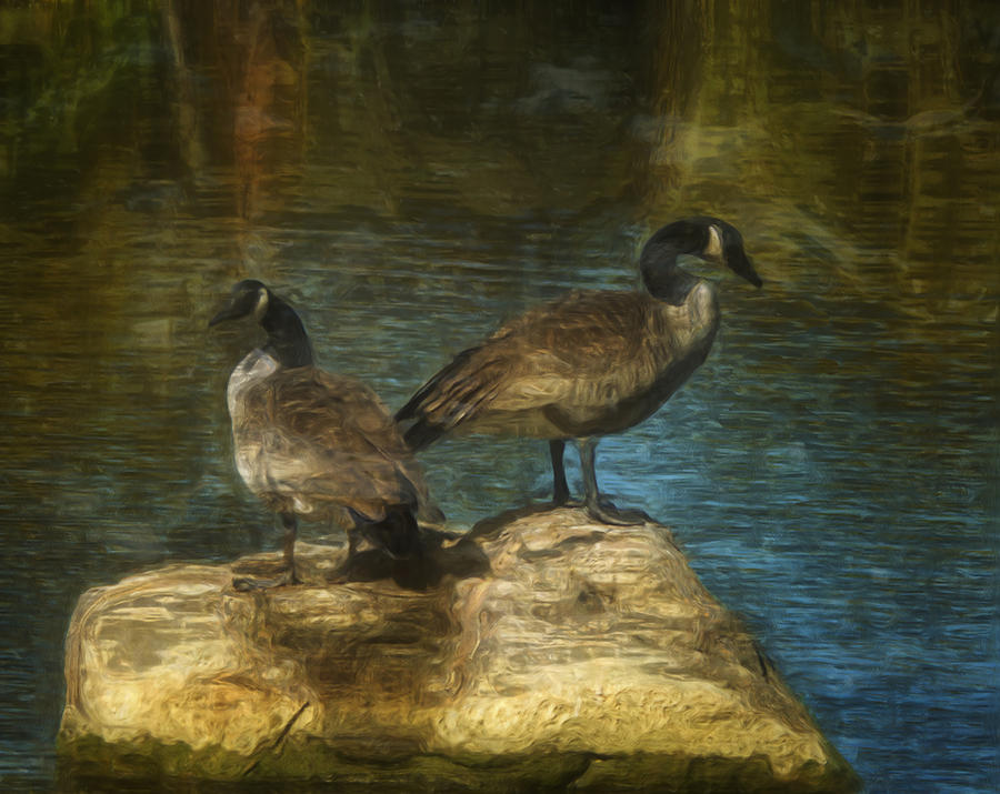 Geese Photograph - Companions by Jack Zulli