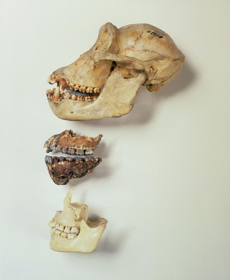 Comparison Of Jaw Bone Of Chimp Photograph by John Reader/science Photo Library