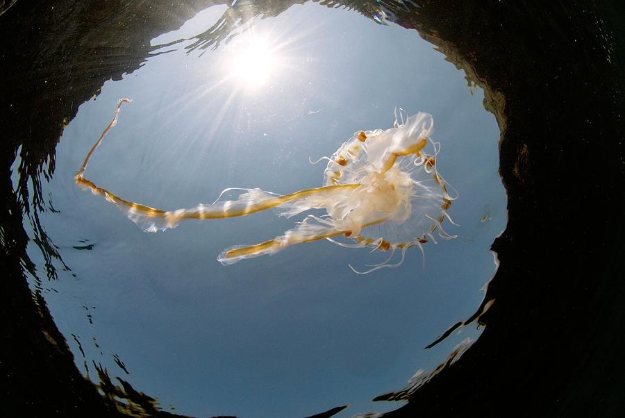 Compass Jellyfish Photograph by Andy Davies/science Photo Library