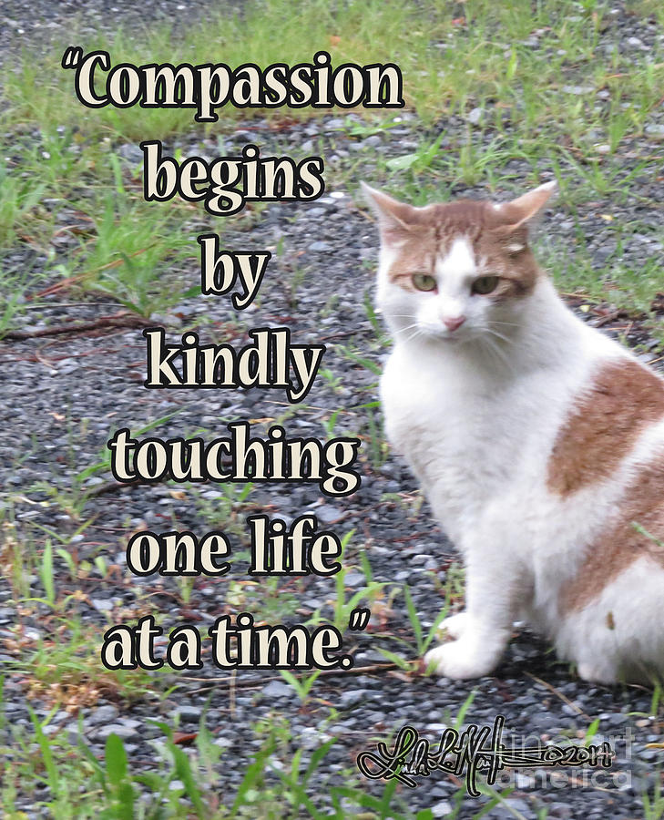 Compassion Photograph by Linda L Martin