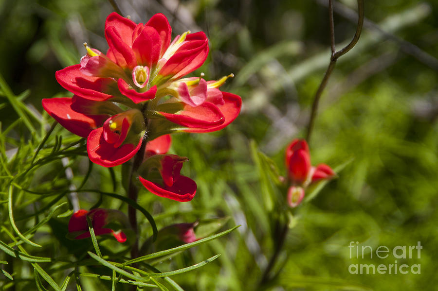 Flower Photograph - Complementary Colors by Bob Phillips