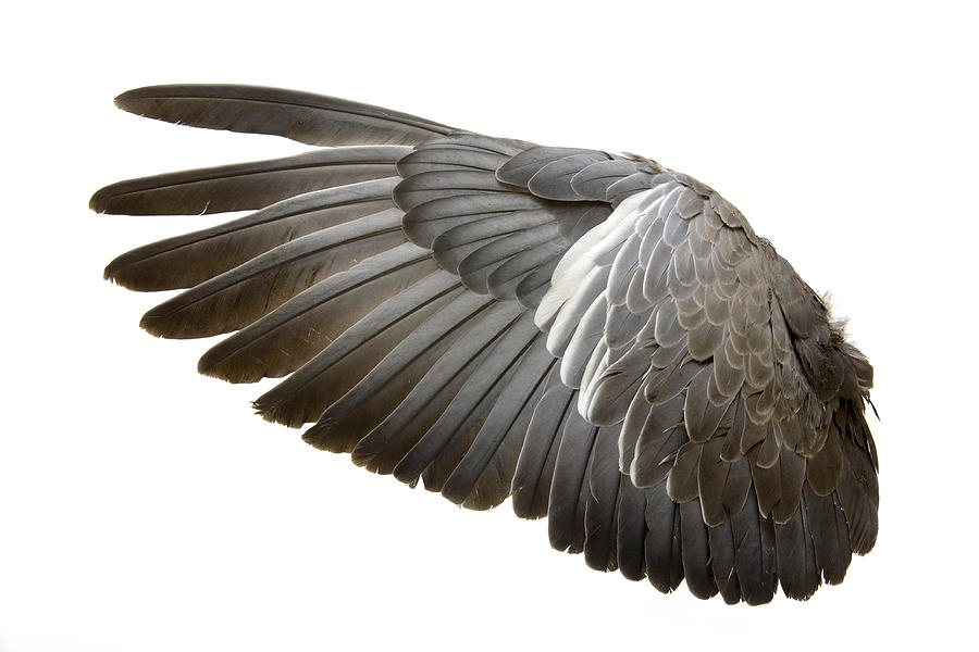 Complete wing of grey bird isolated on white Photograph by Grafissimo