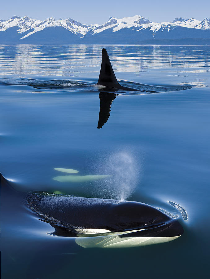 Summer Photograph - Composite Close Up Of Orca Whales As by John Hyde