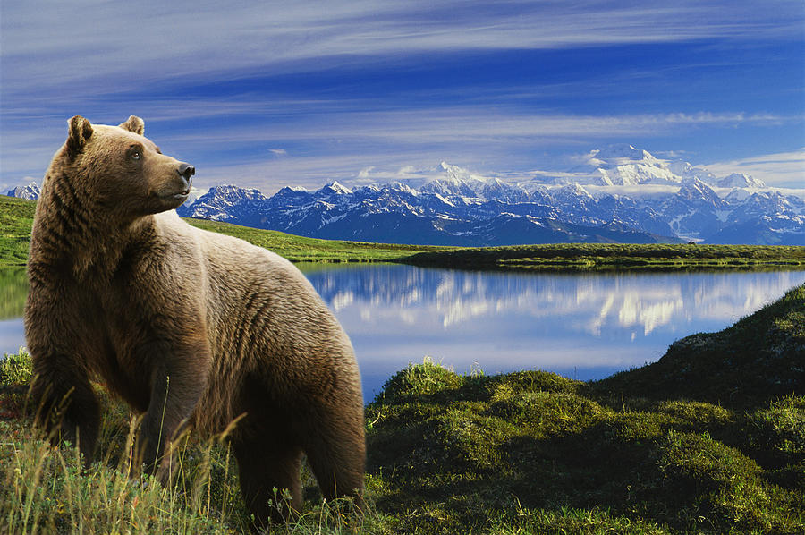 Composite Grizzly Stands In Front Of Photograph by Michael Jones